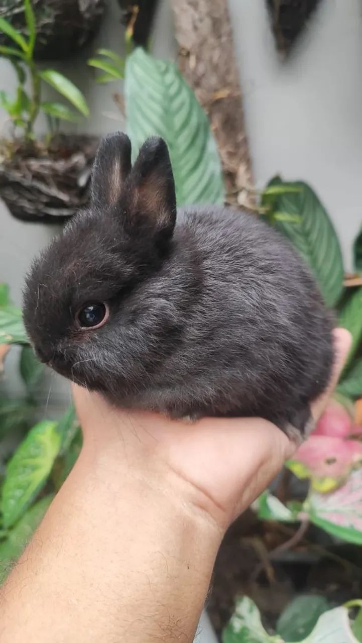 Coelho Anão filhotes e adultos Mini dwarf Netherlands. Mais de 20 cores para escolha! - Foto 6