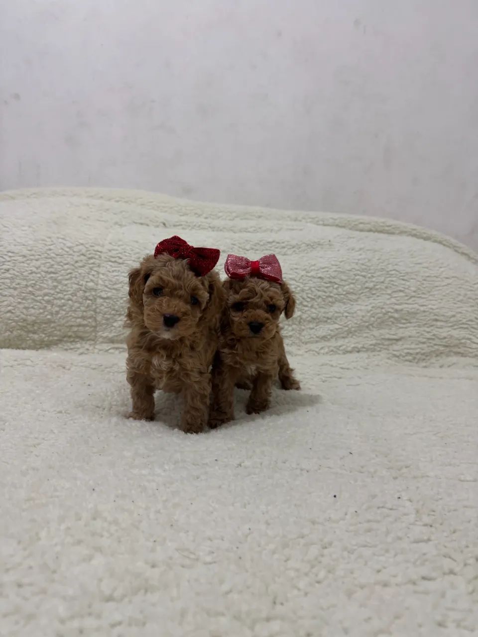 Poodle Toy / Red e Pretinho /  - Foto 3