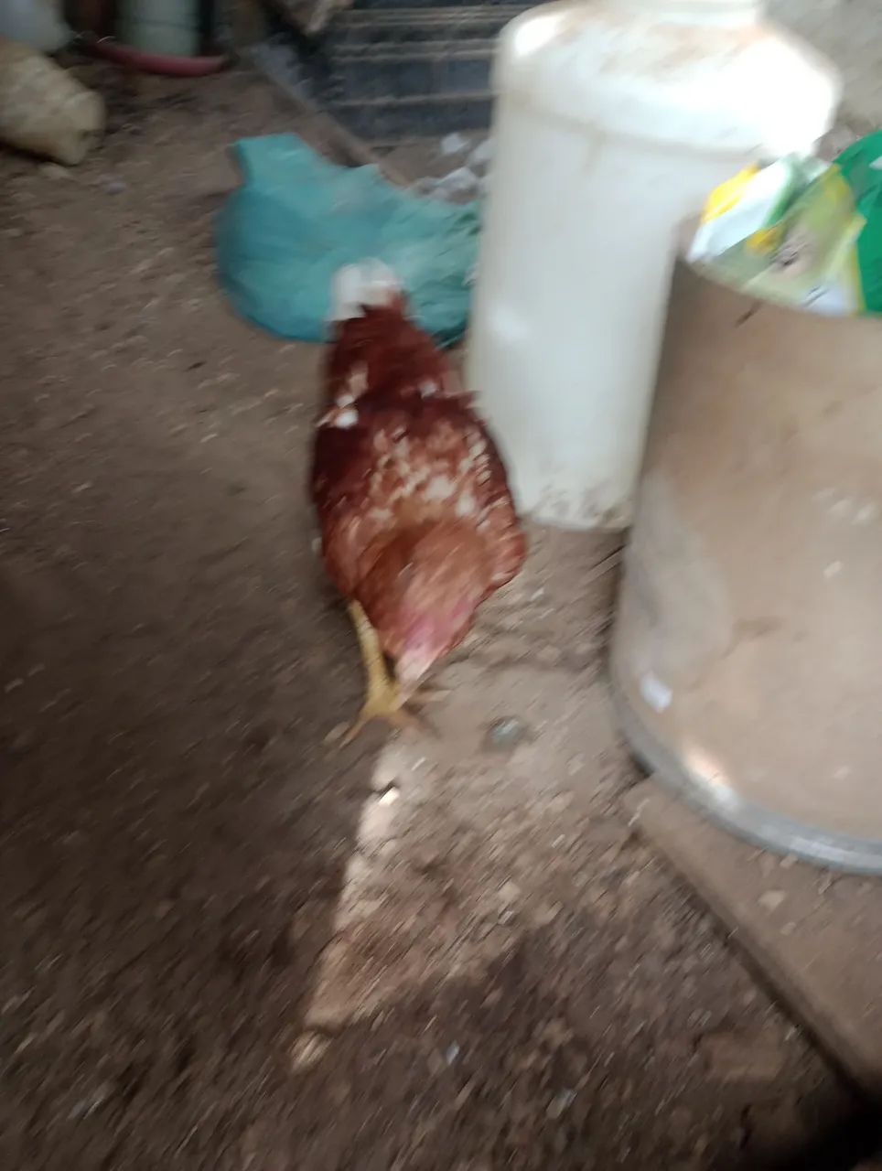 Vendo 3 frangos e um Galo  - Foto 4