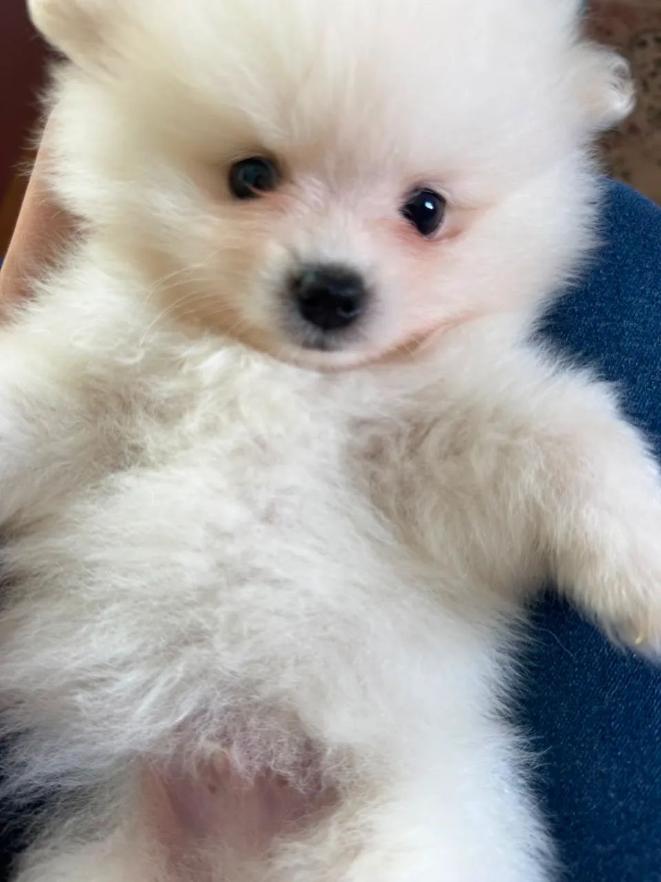 Spitz alemão  - Foto 4