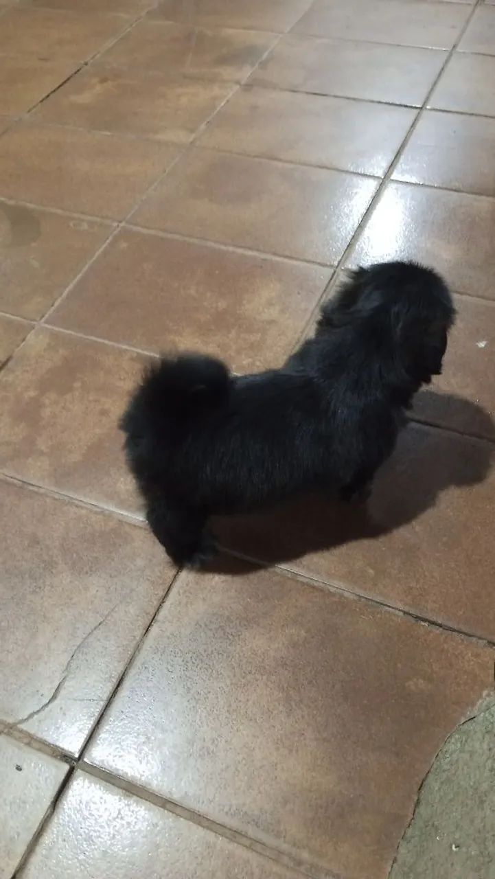Cachorro chityzu 