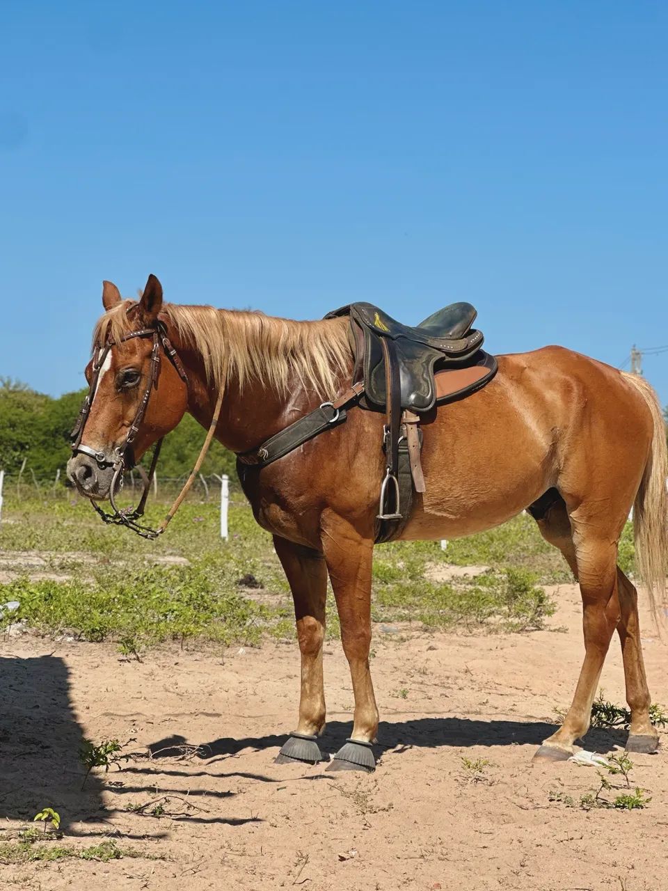cavalo
