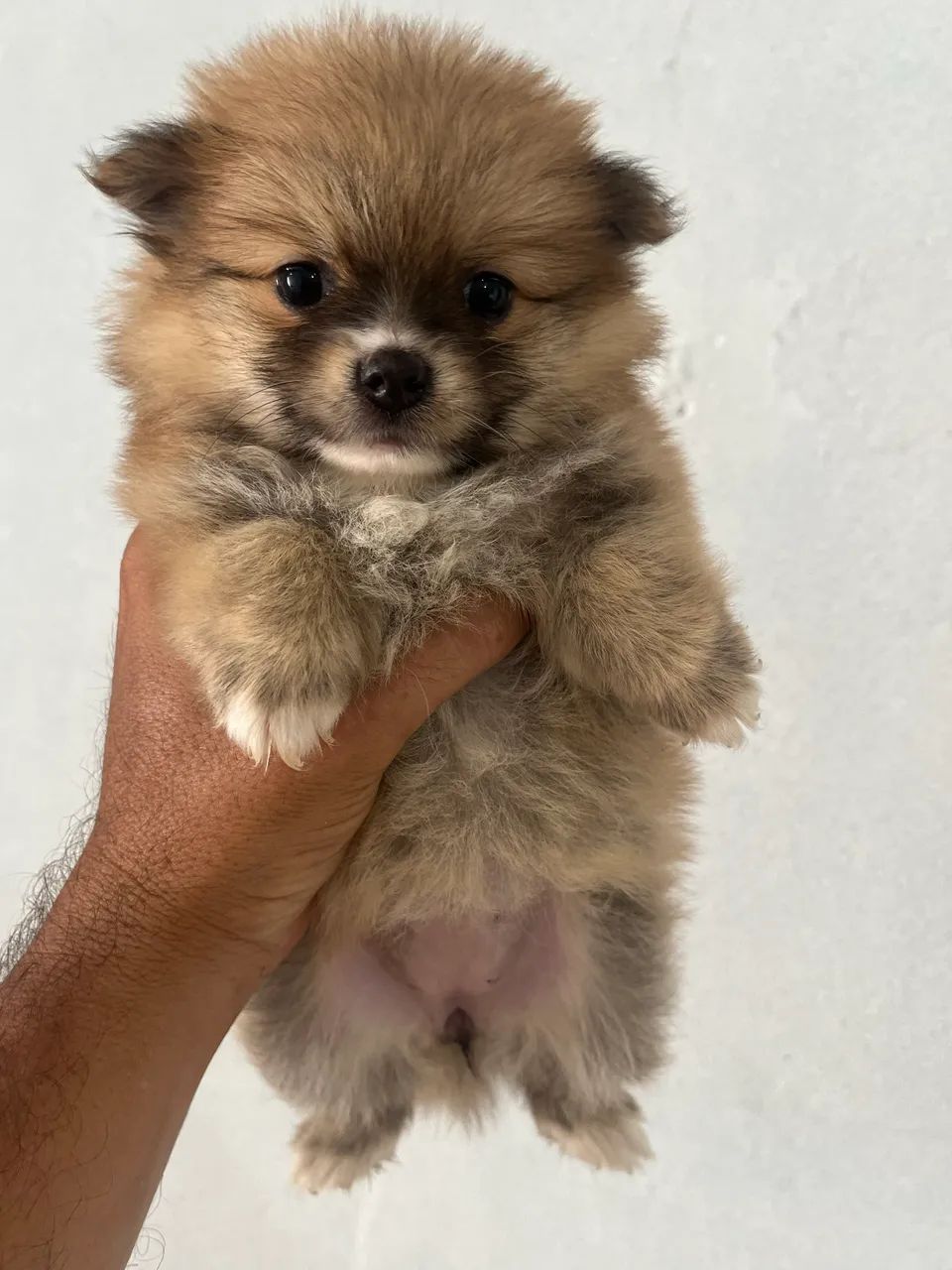 Spitz alemão  - Foto 2