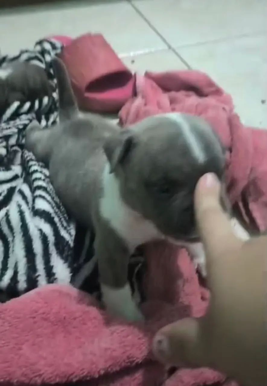 American bully - Foto 3