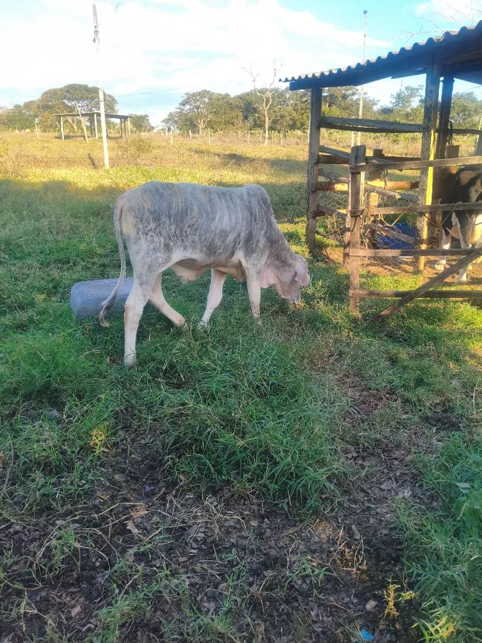 Bezerro  - Foto 4