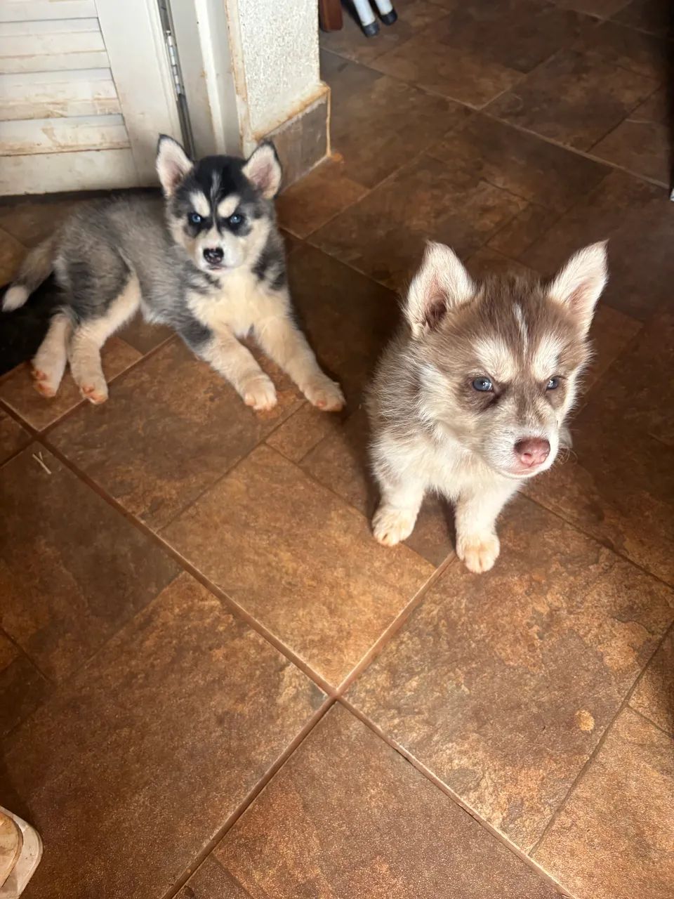 Lindos filhotes de Husky Siberiano  - Foto 3