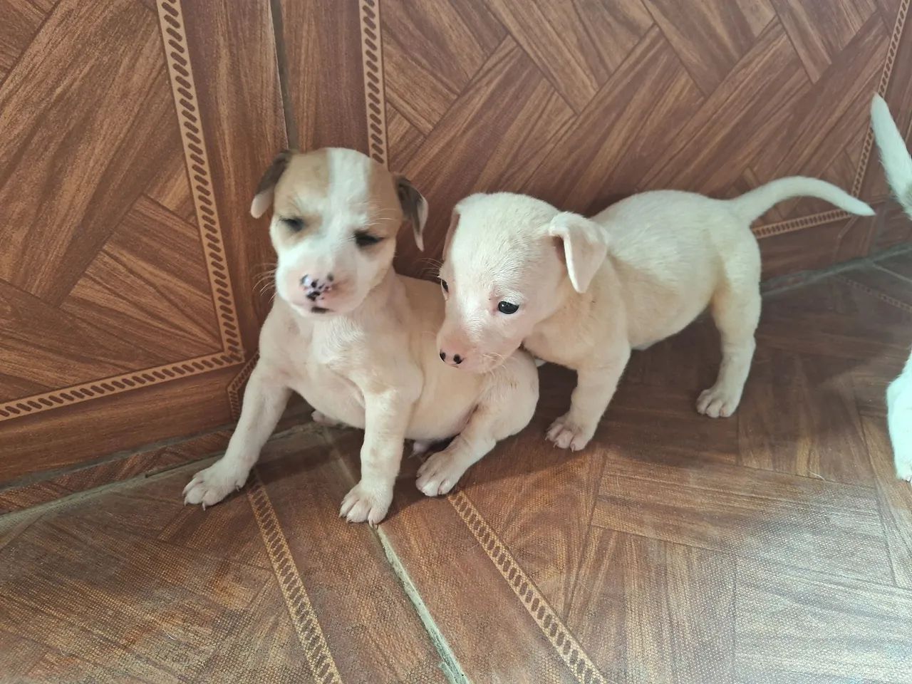 Doa-se cachorrinhos  - Foto 2