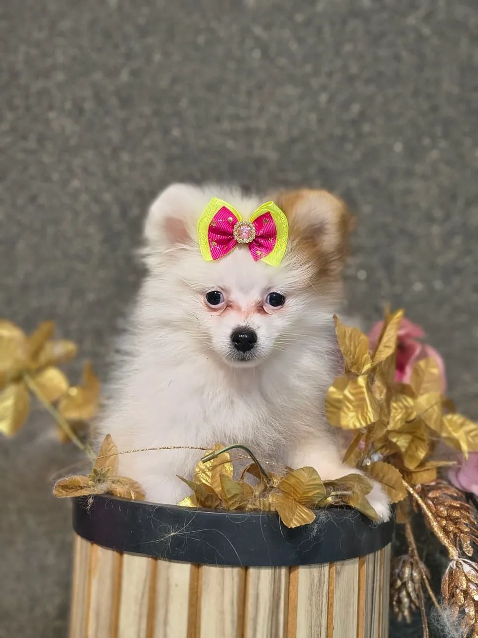 Spitz Alemão 