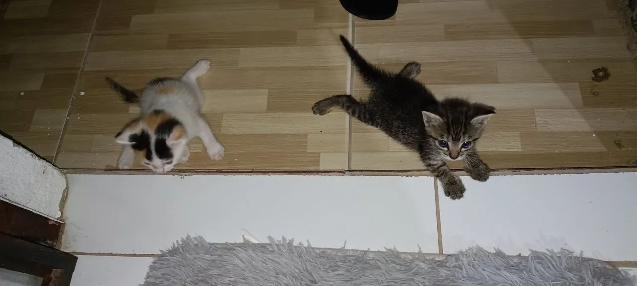 Doação de gatos - Foto 2