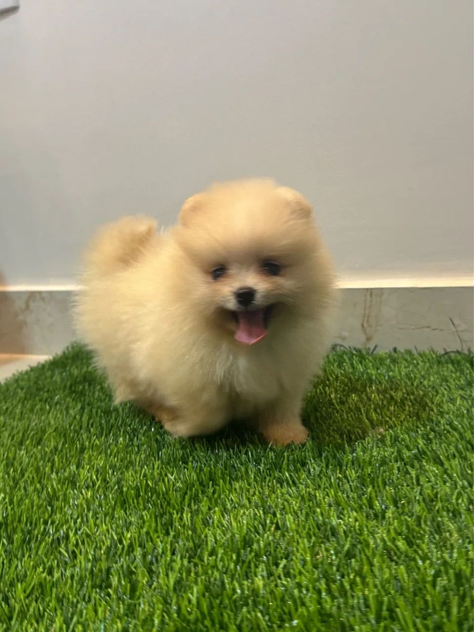 Spitz alemão anão macho - Foto 3