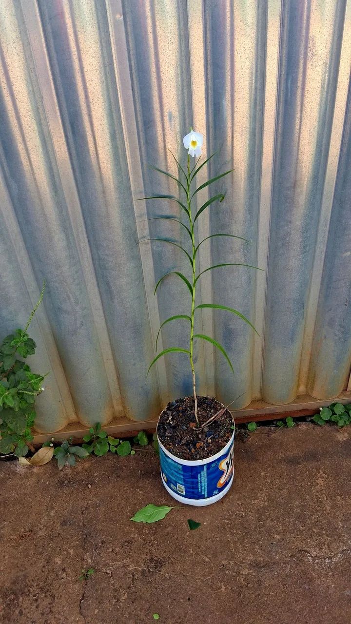 Orquídea bambu albina  - Foto 4