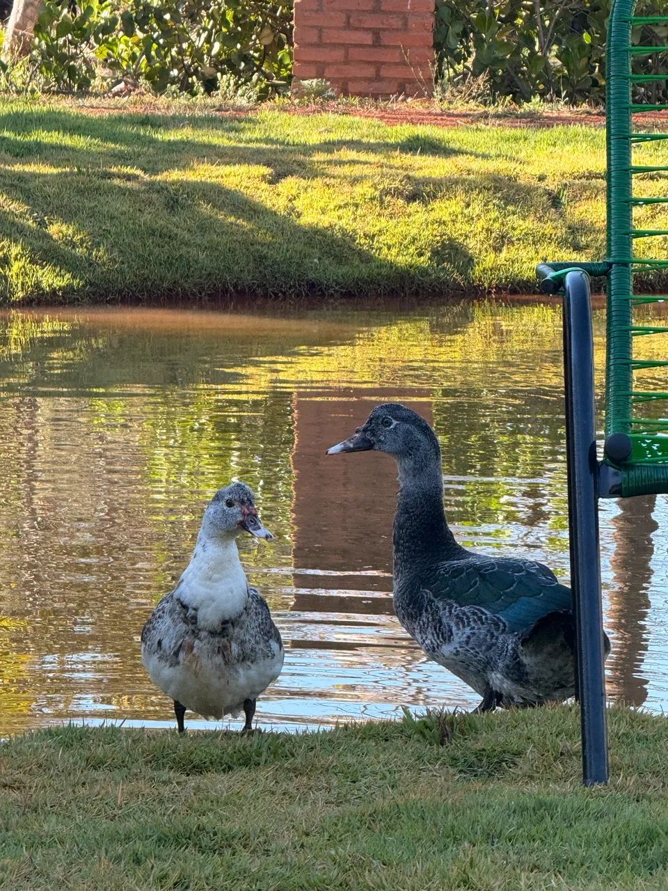 Pato - casal