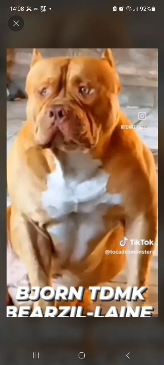 PITMONSTER  - Foto 4