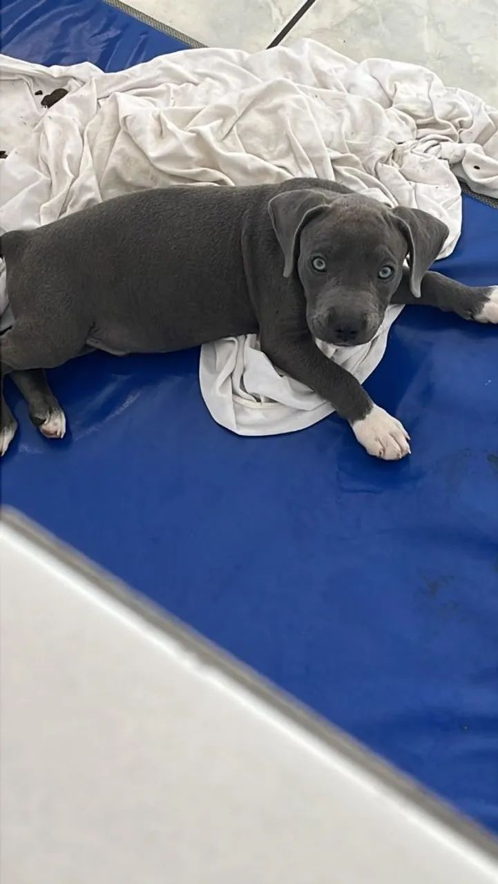 Filhote american bully - Foto 5