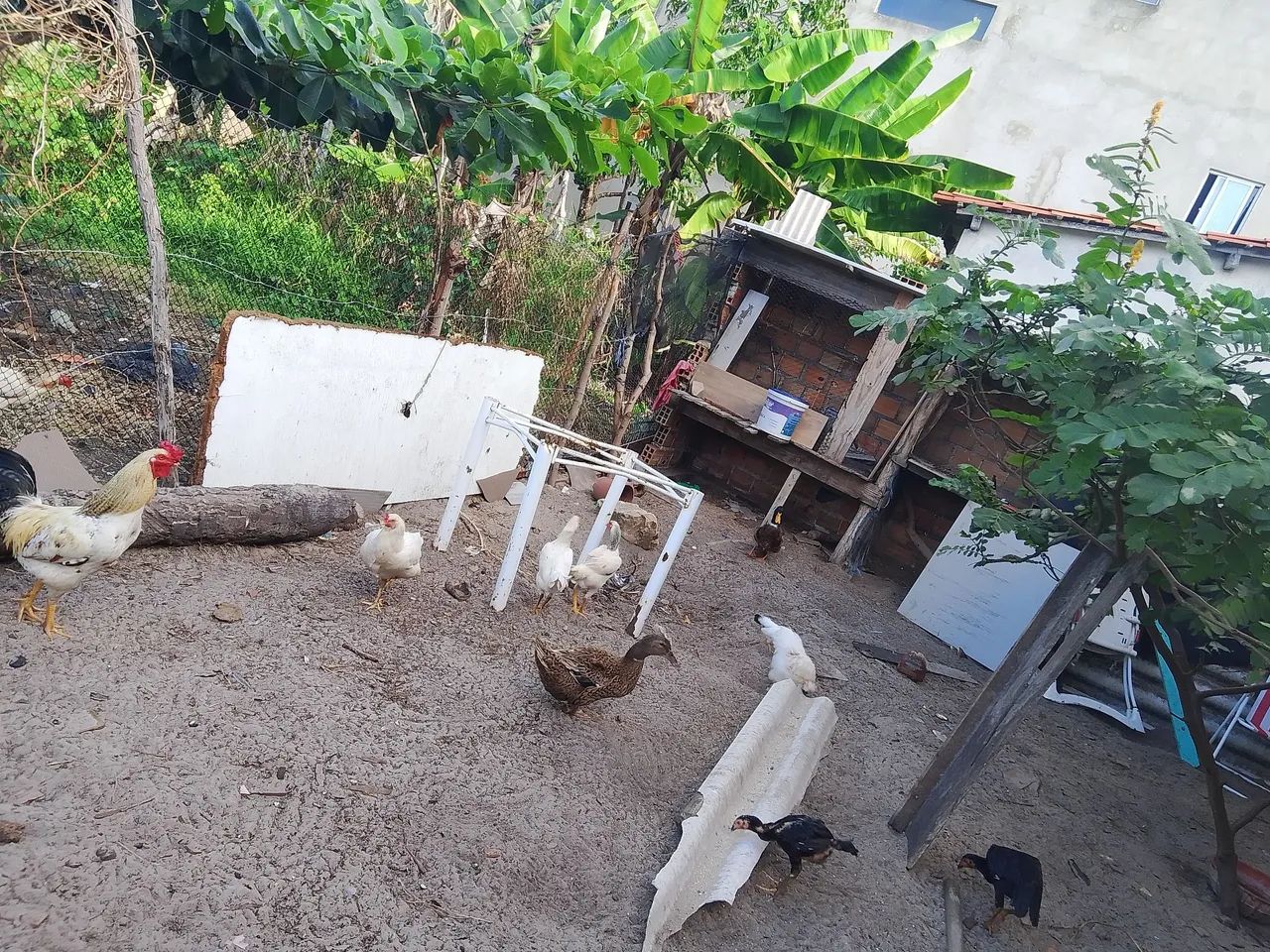 Galinhas 