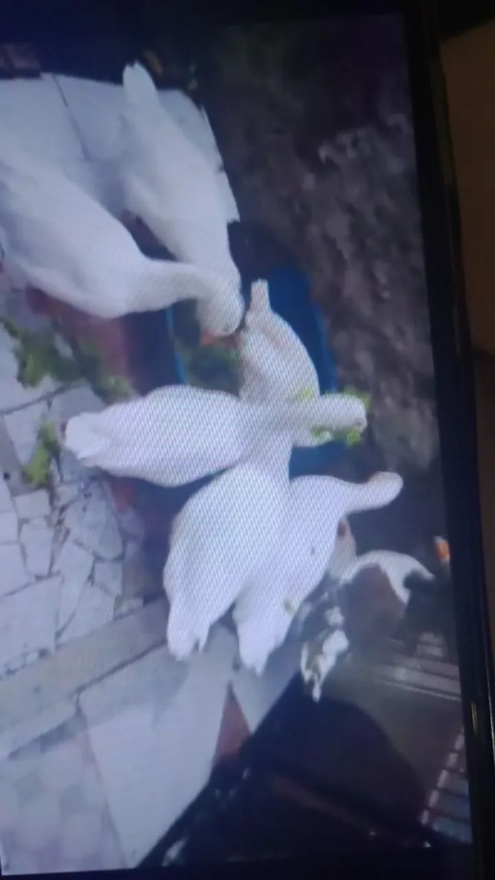 Vendo Gansos fêmea e machos - Foto 3