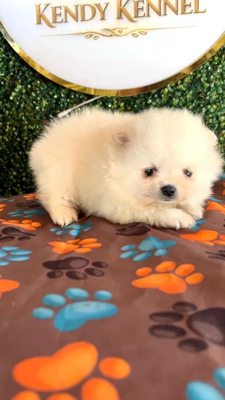 spitz alemão 