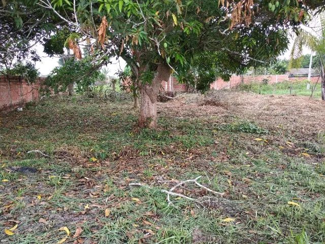 OTIMO LOTE NA VILA ACRE, 25m X 40m  - Foto 4