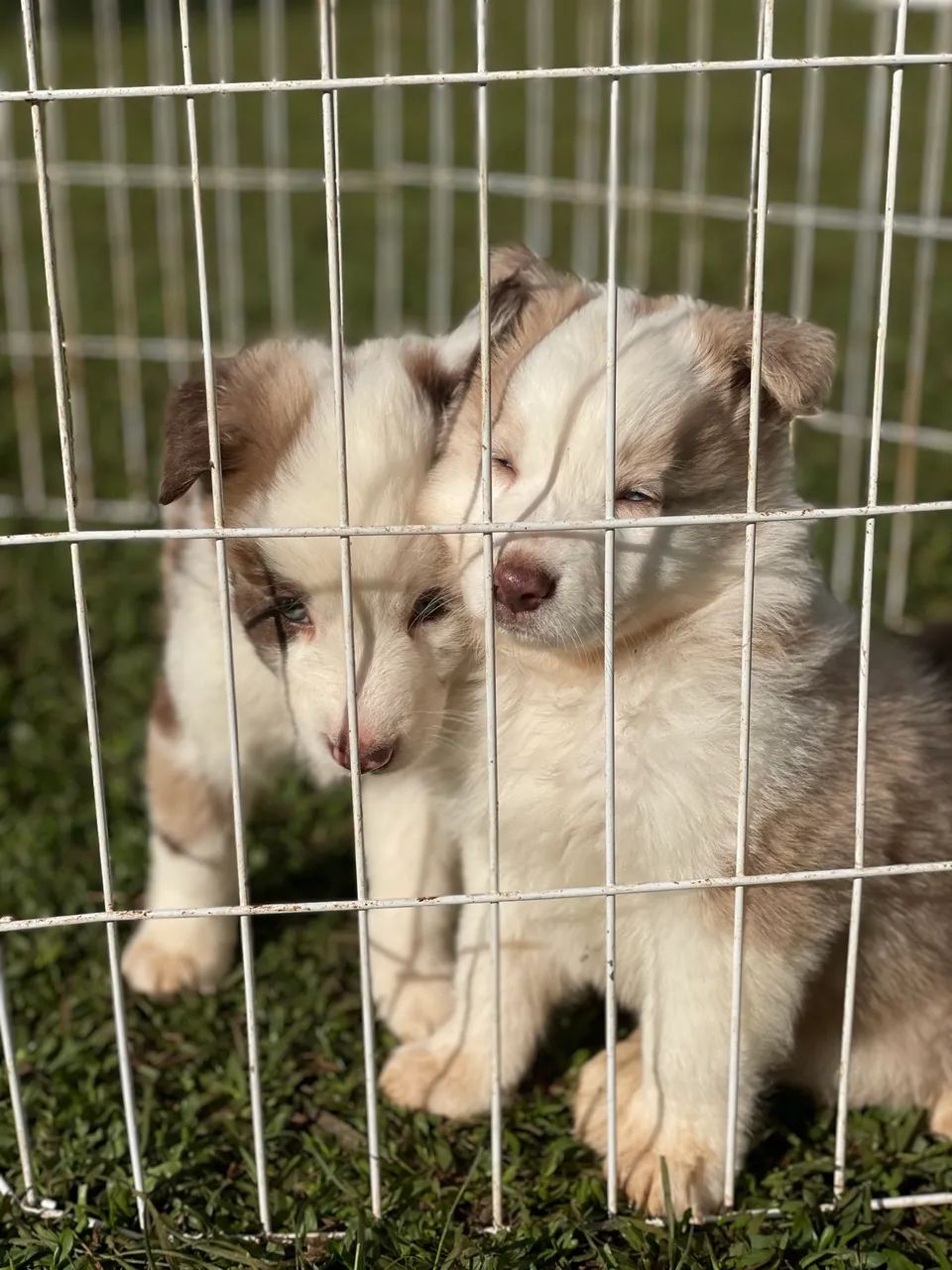 Border collie - Foto 2