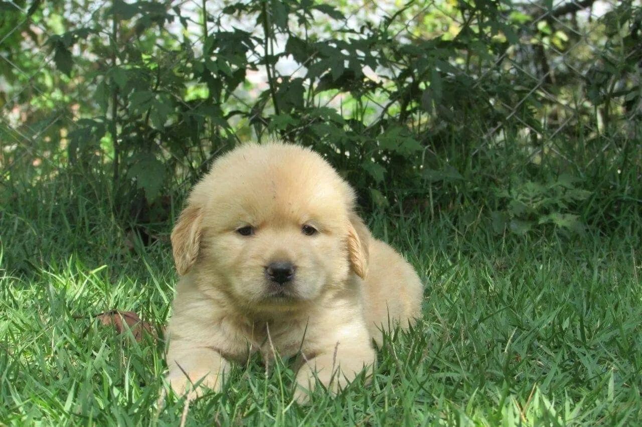 Golden macho  - Foto 5