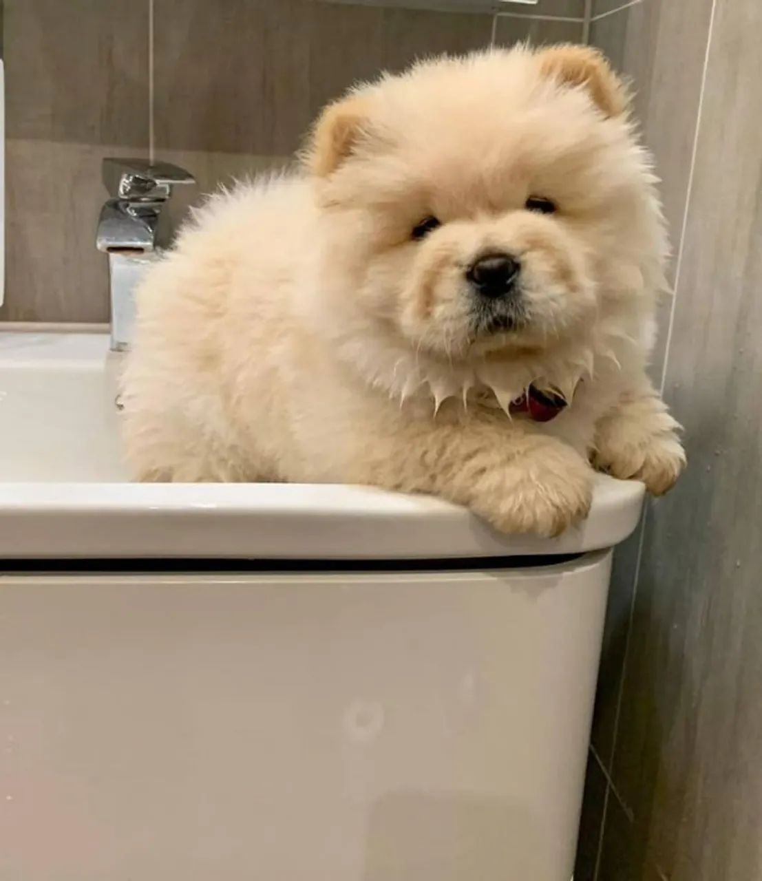 Chow Chow top linhagem