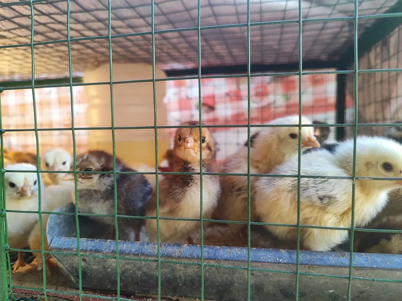 Pintinho caipira puro - Foto 3