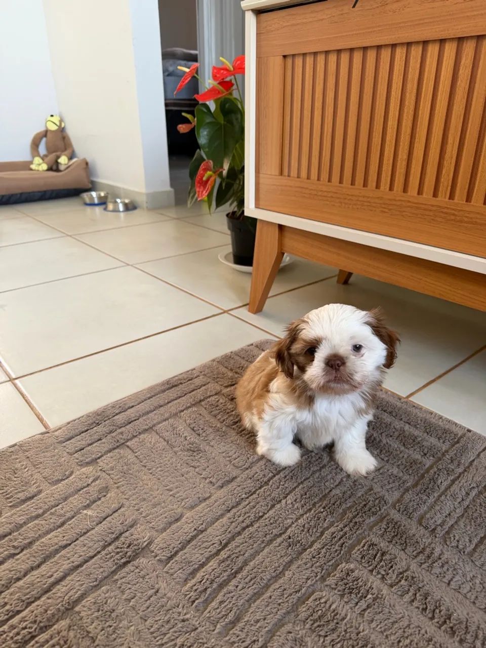 Shitzu macho  4 meses . - Foto 4
