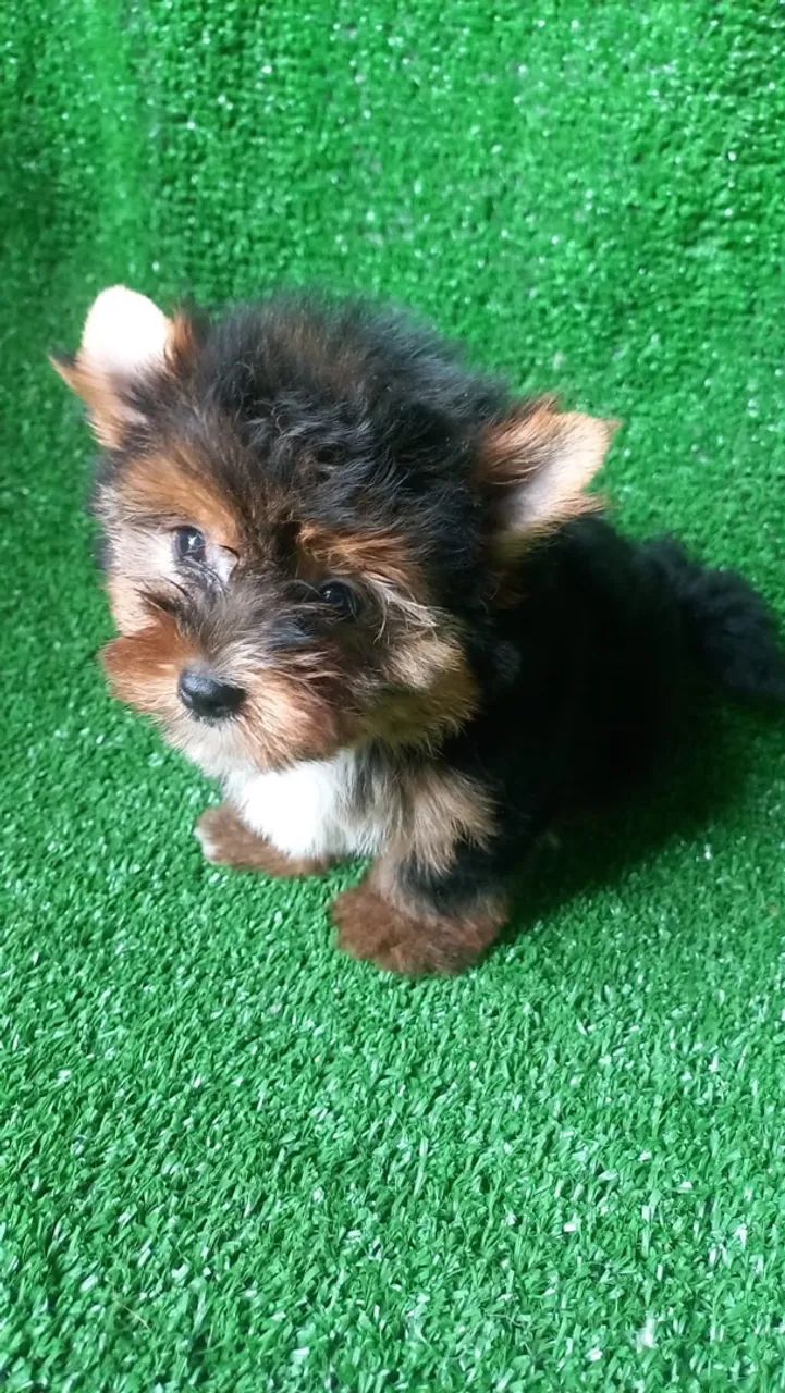 Pet - Foto 2