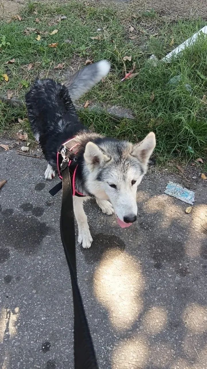 Husky - Foto 3