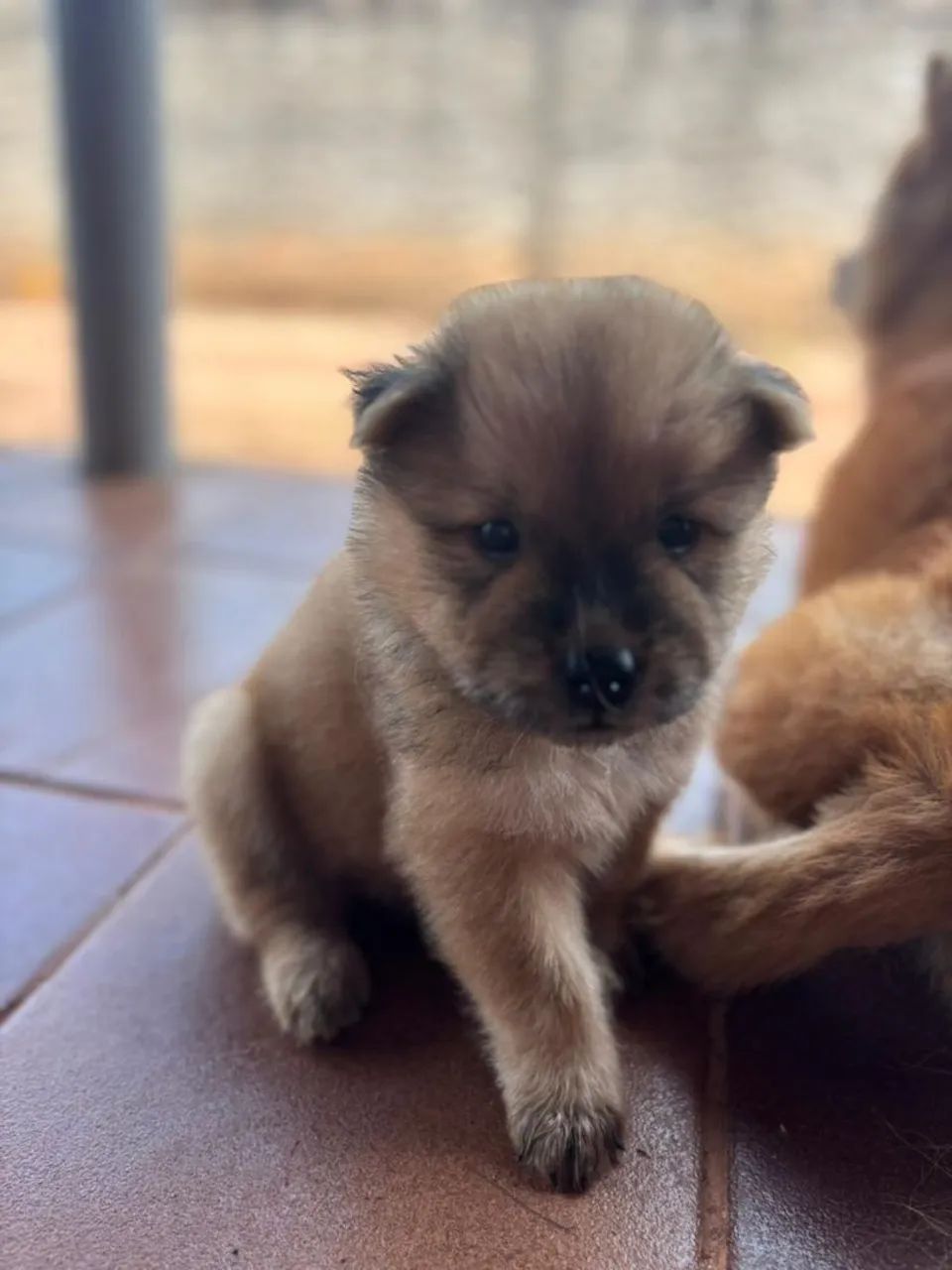 Vende se filhotes de Chow Chow  - Foto 5