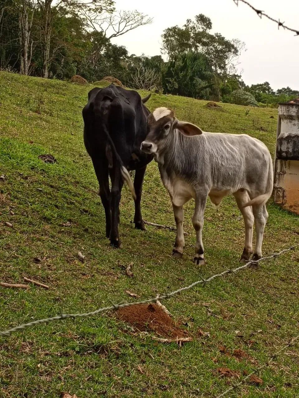 Vaca e bezerro - Foto 2