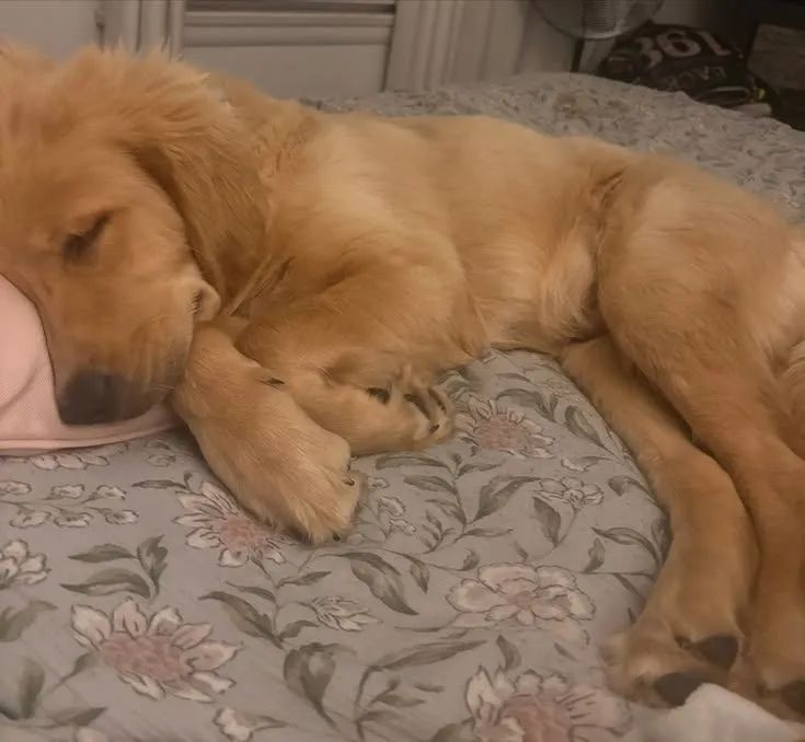 Golden Retriever 