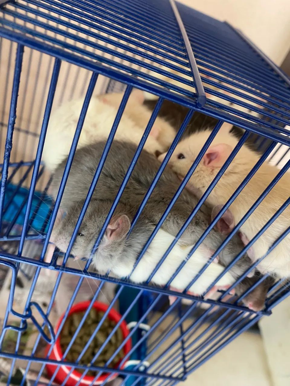 Doação twister mercol