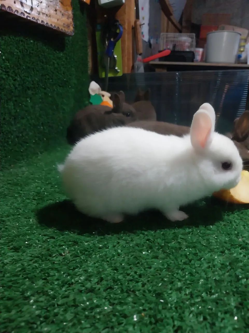 Coelho Mini netherlan  - Foto 2