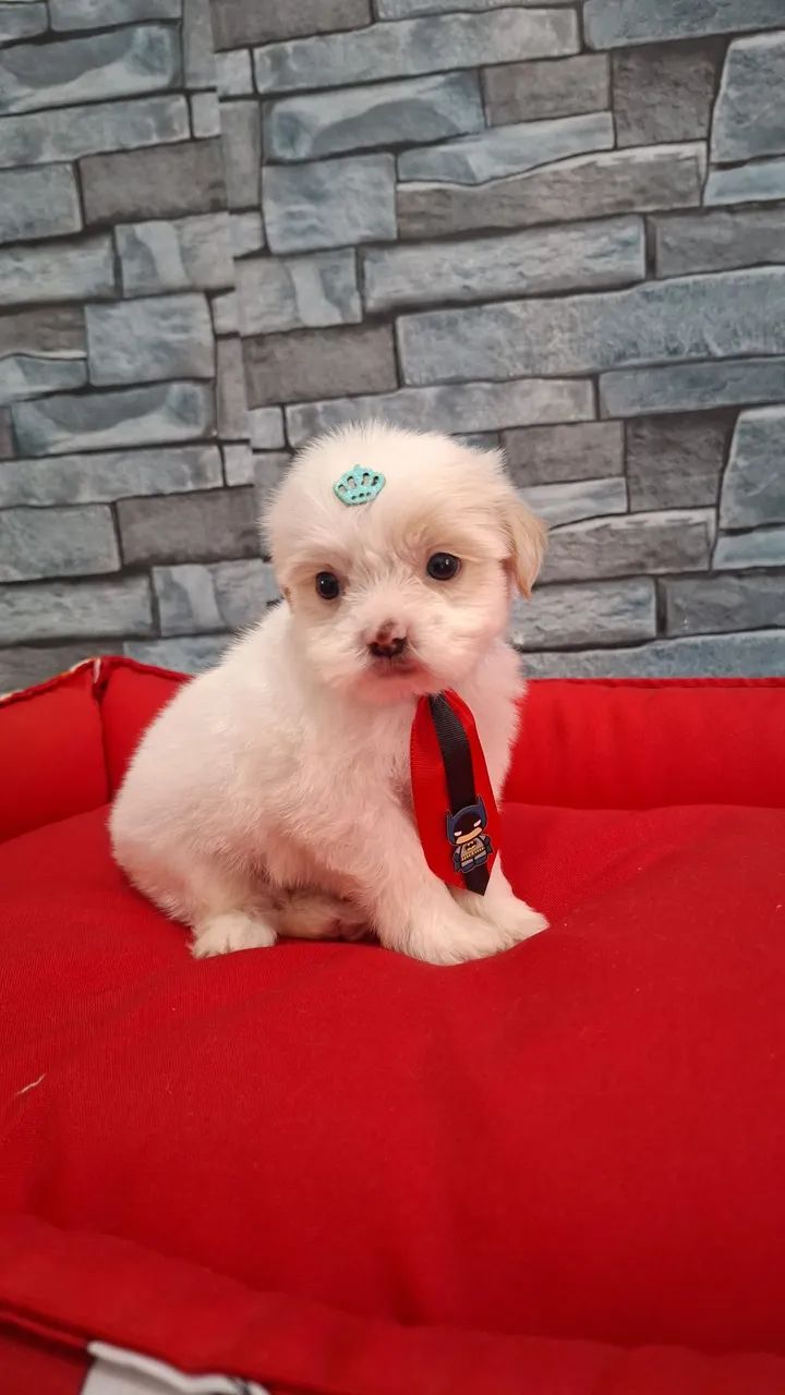 Shihtzu macho