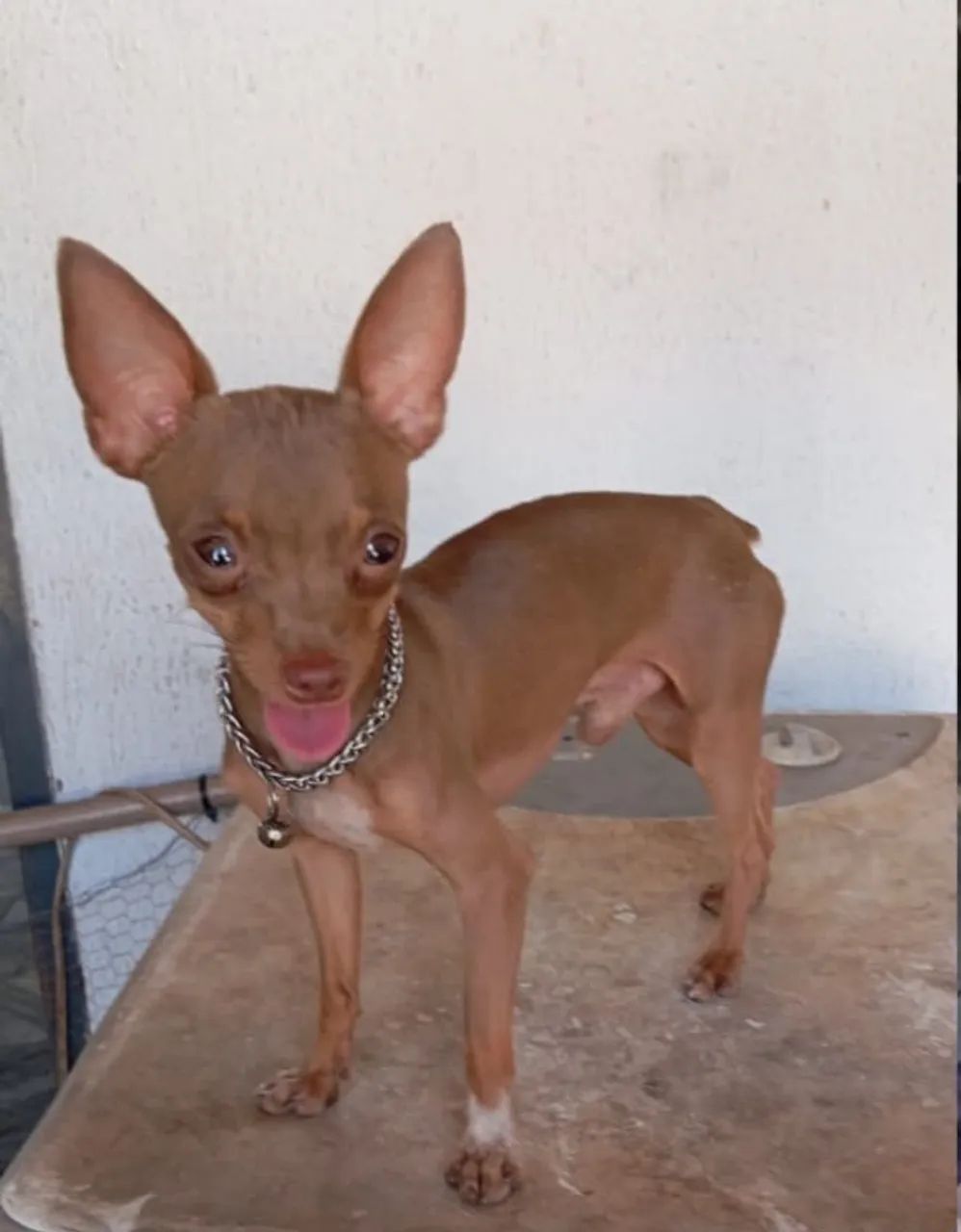 Procuro pra compra Pinscher 
