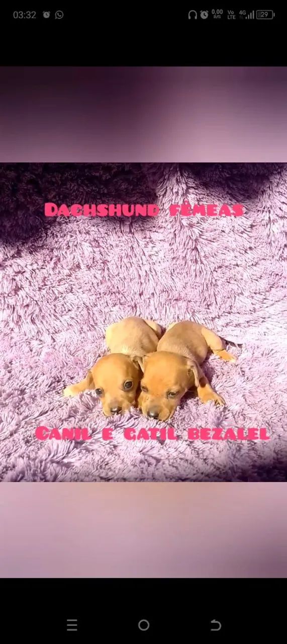 Dachshund miniatura  - Foto 3