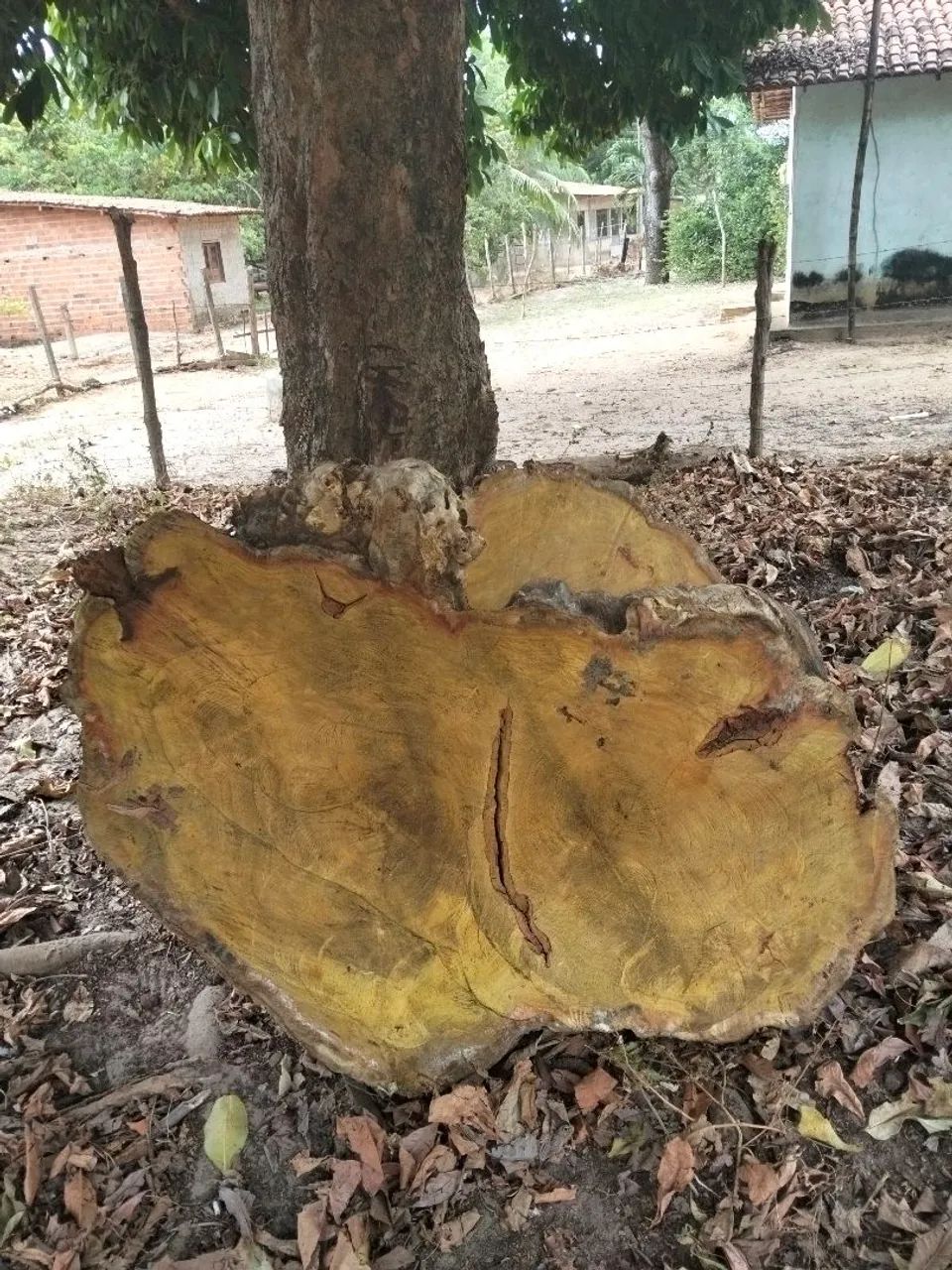 Peças de Jaqueira para mesa  - Foto 2