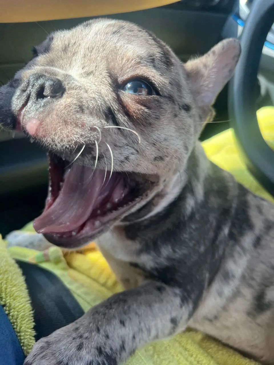 Bulldogue 