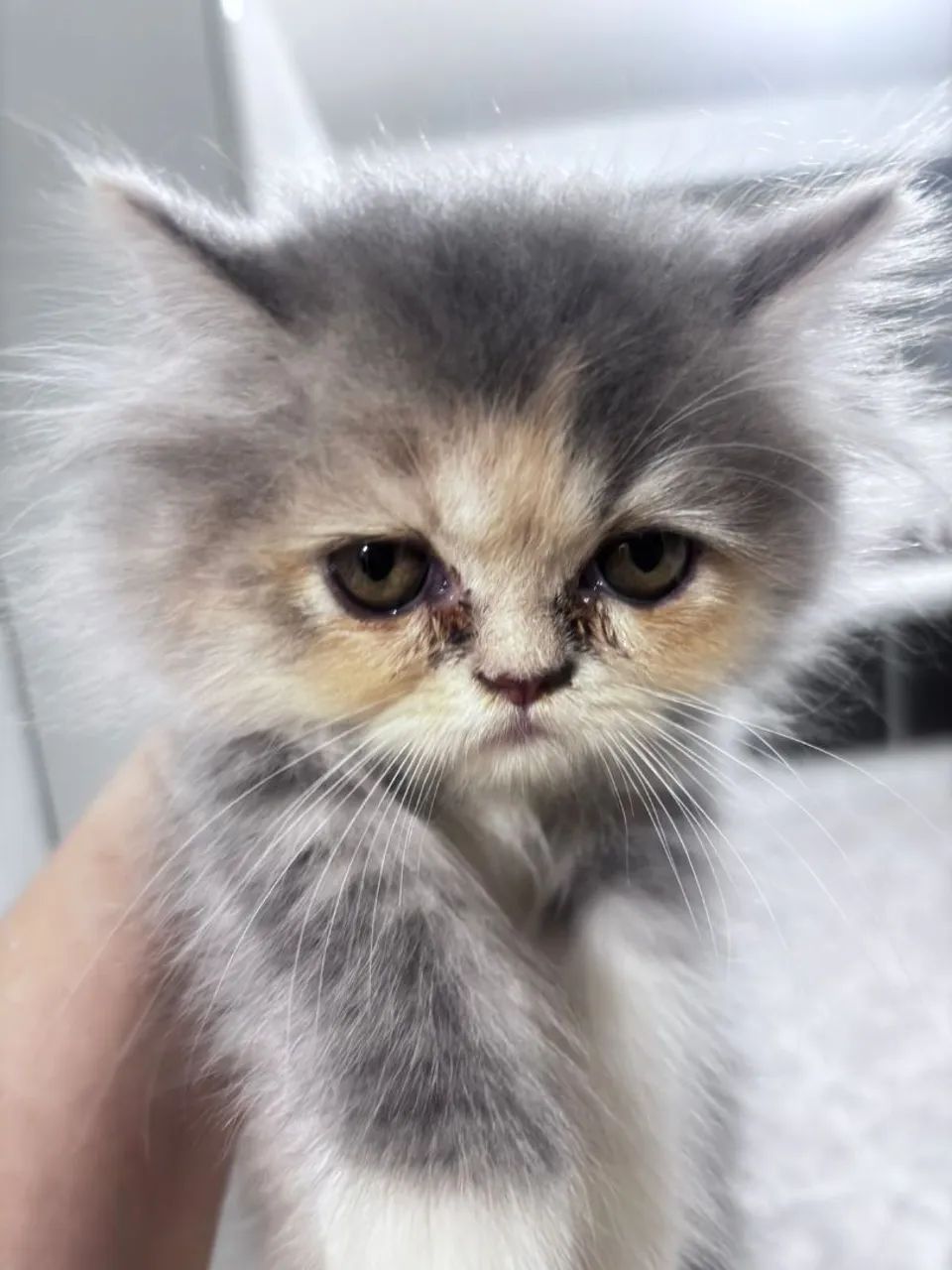 Gatos persas - Foto 3