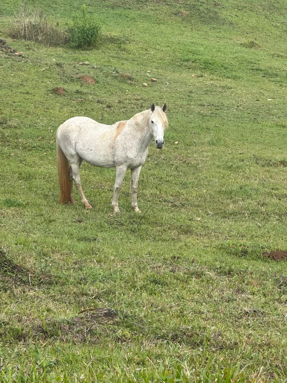 Égua Mangalarga Tordilha  - Foto 3