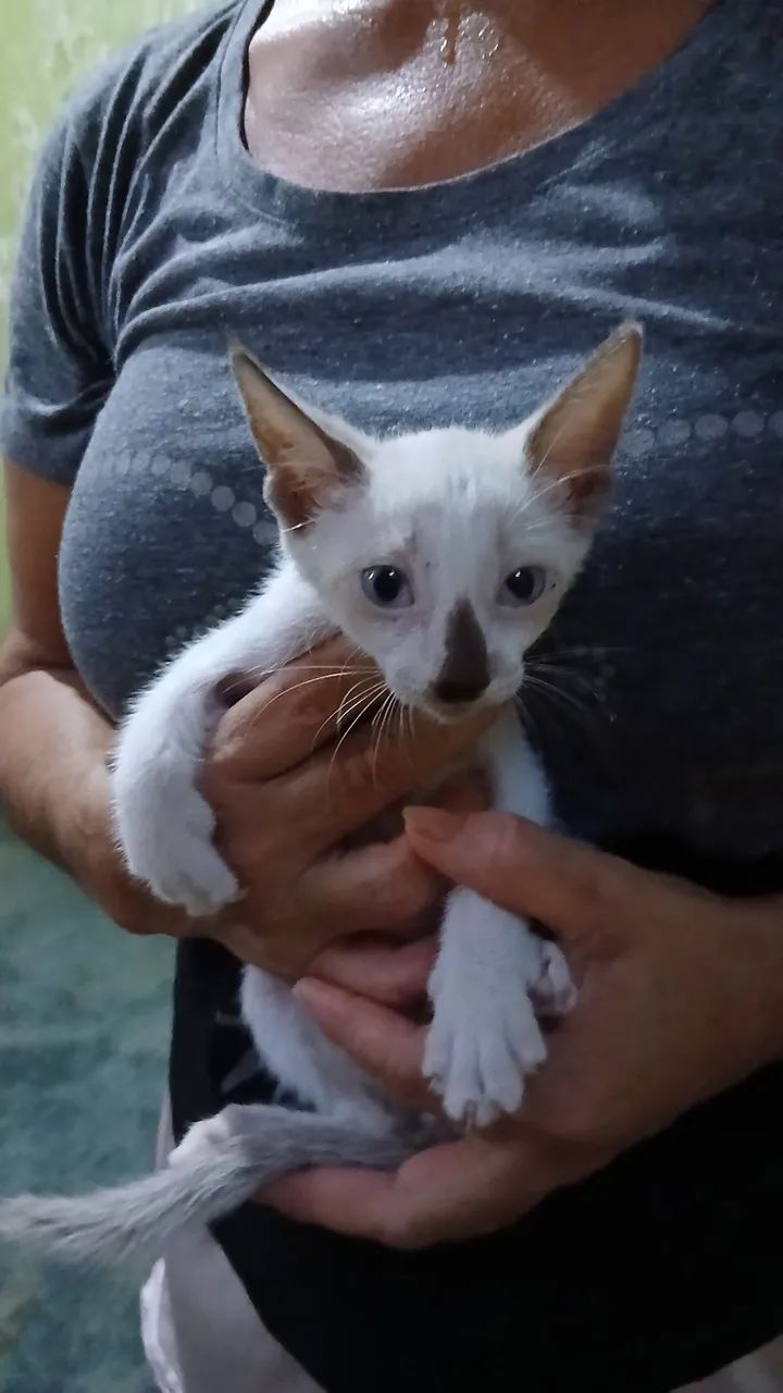ANIMAIS PRA ADOÇÃO RESPONSÁVEL, CONSCIÊNTE E DEFINITIVA.  - Foto 4