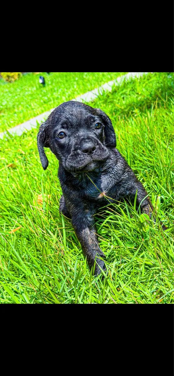 Cane corso  - Foto 2