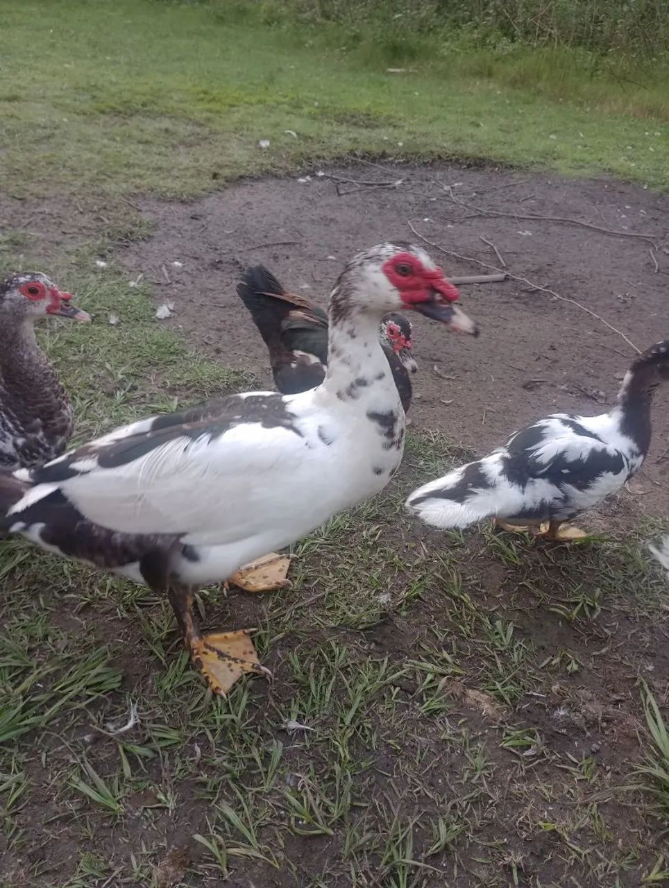 Vendo três pato por 60 pila cada 