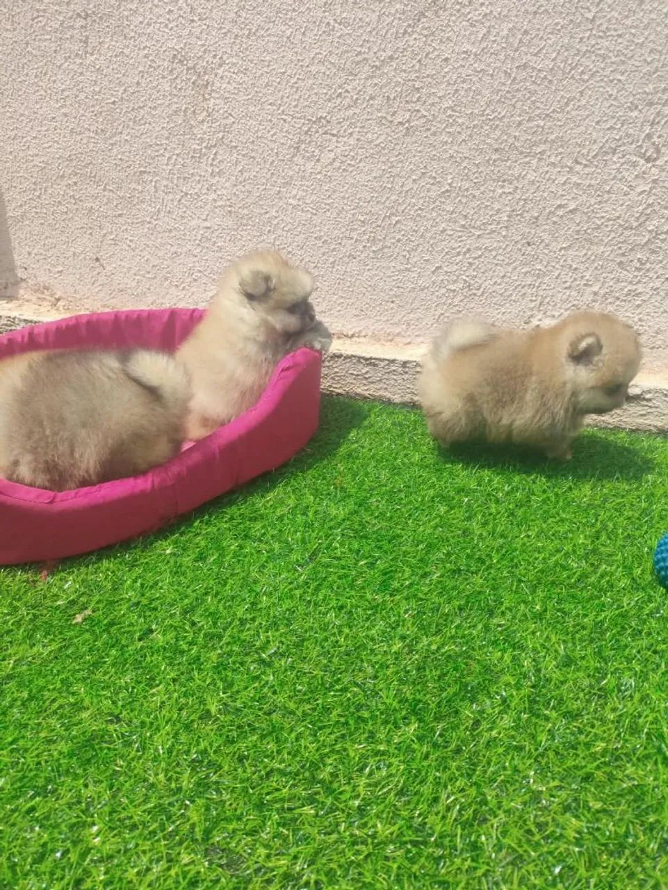 POMERANIA MACHO 