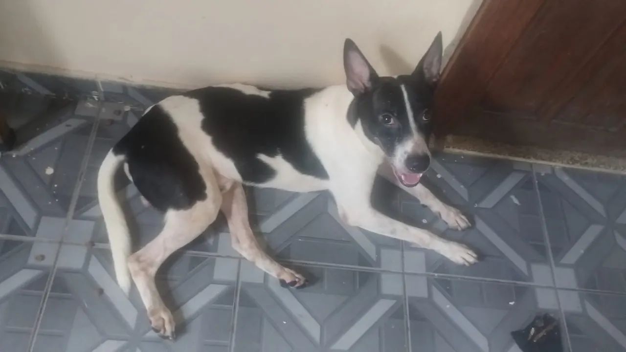 doa se esse cachorro  - Foto 3