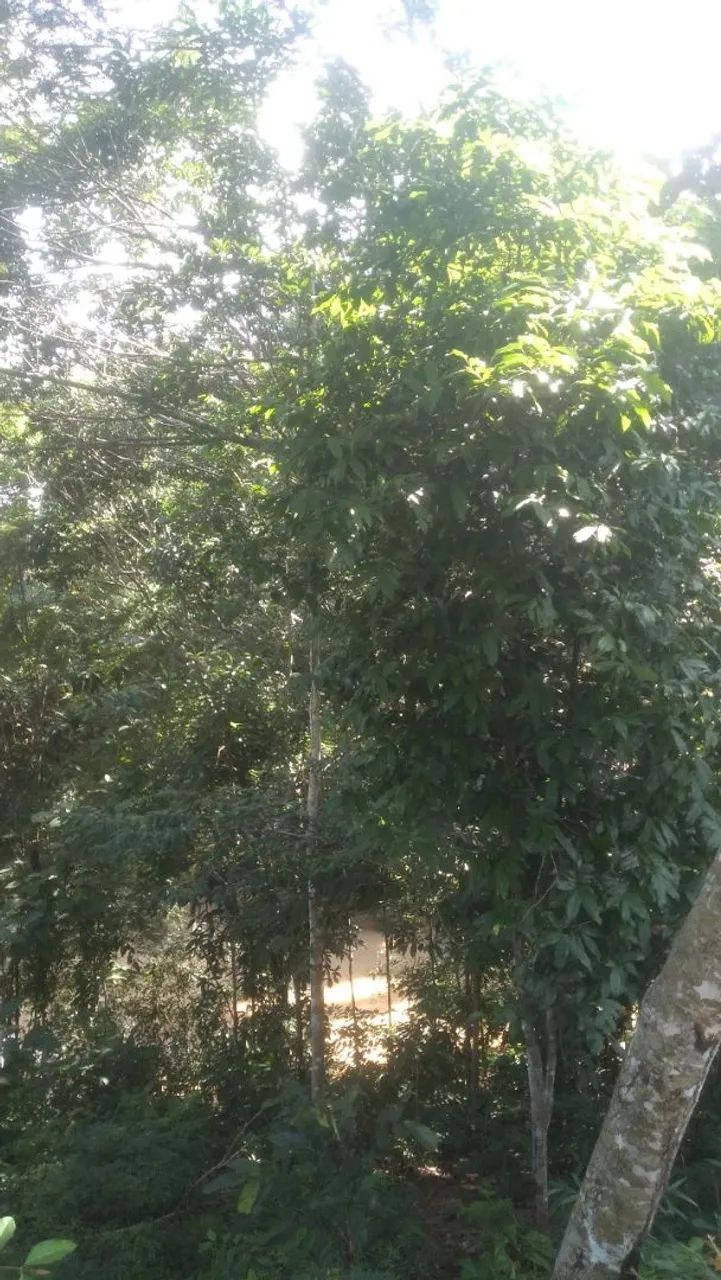 Vendo um ótimo sítio  - Foto 4