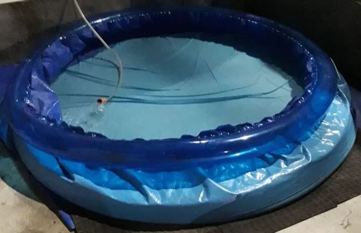 Piscina 1000L - Foto 3
