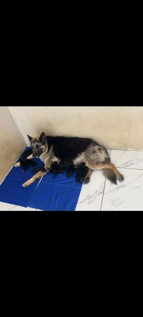 Vende se cães 