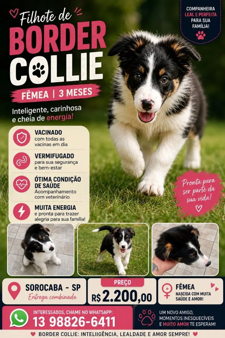 Border Collie